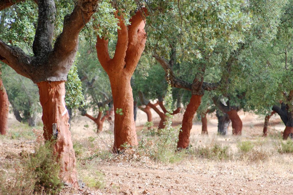 Bubulcus And Bolotas - Off Grid Nature Holiday Home Vimieiro  Екстер'єр фото
